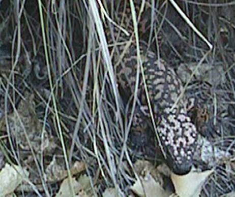 Gila Monster