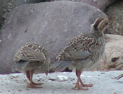 Baby Gamble's Quail