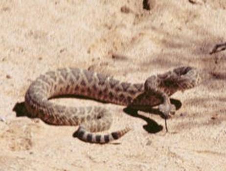 Diamondback