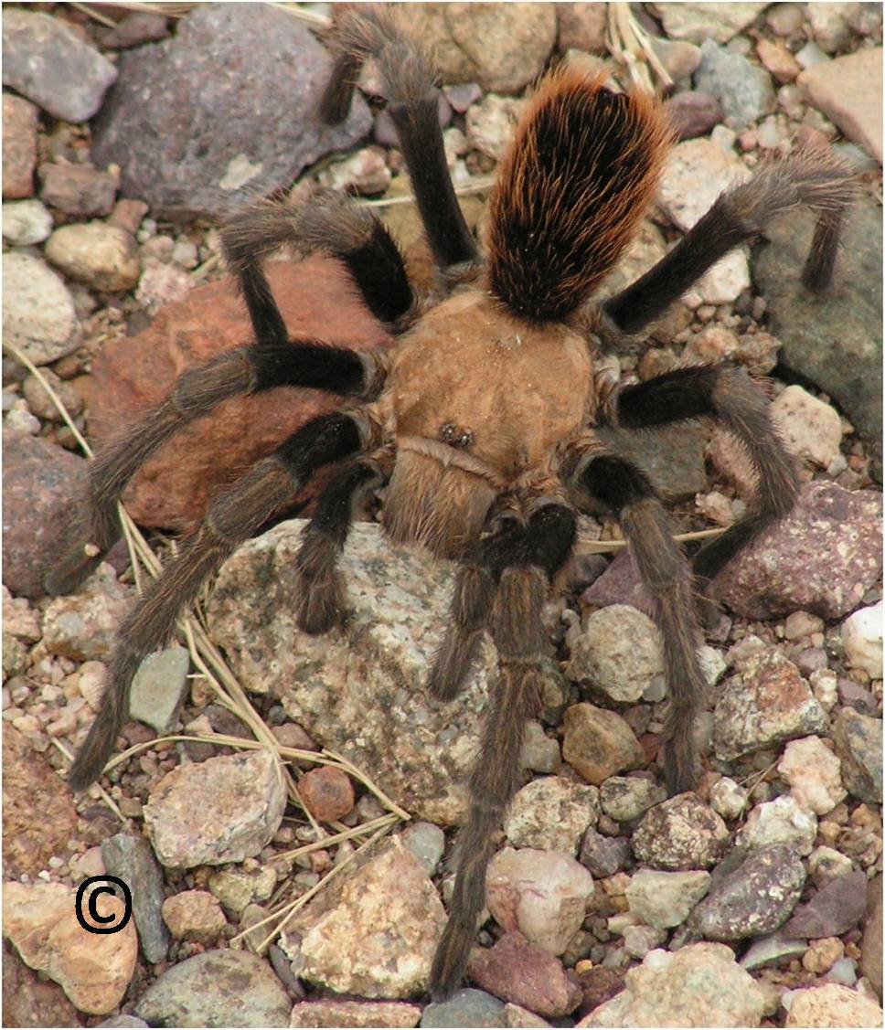 Trantula